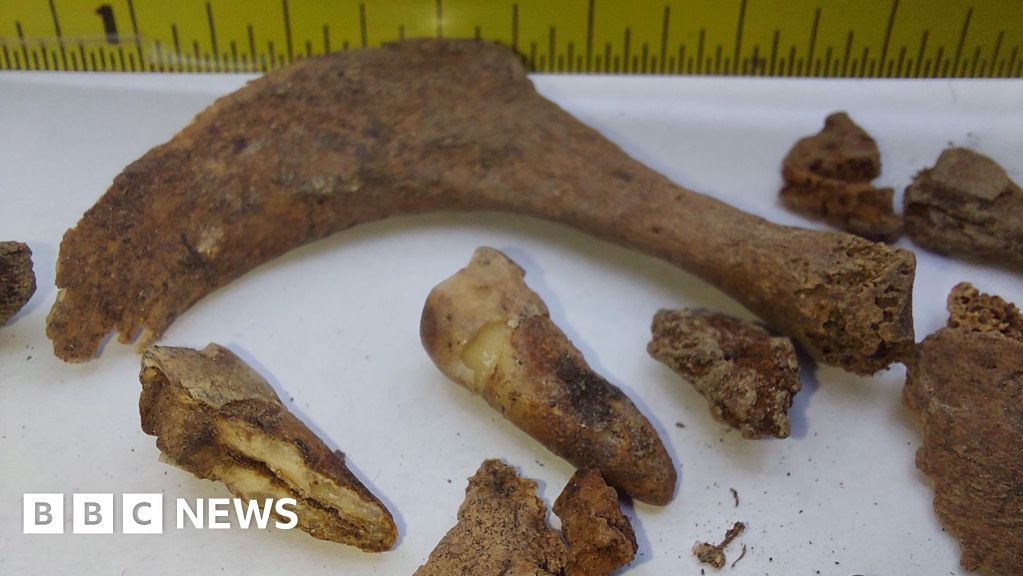 US mass grave could contain remains of up to 120 Irish immigrants