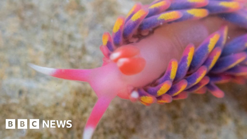 Rare rainbow sea slug found in Falmouth rock pool