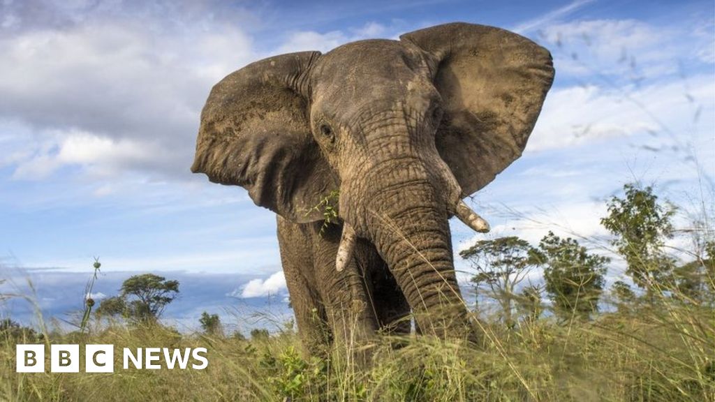 At least 55 elephants die in Zimbabwe drought - BBC News