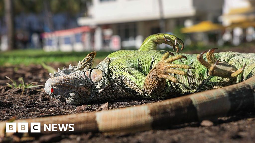 Watch: Florida iguanas are 'cold stunned' and falling from trees