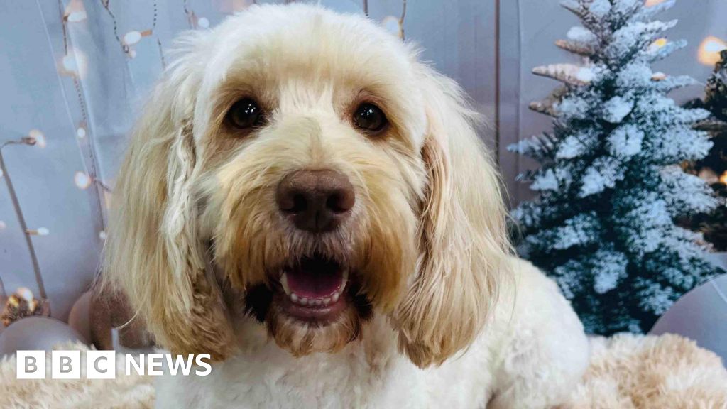 Last of seven Oldham dogs missing in stolen van back home