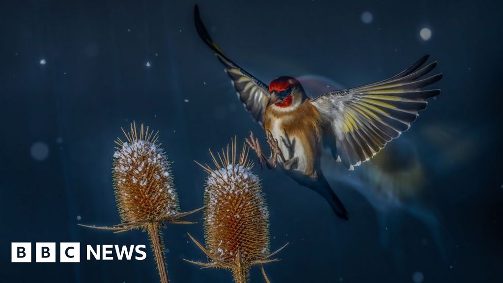 Bird on a wire and other winning photos