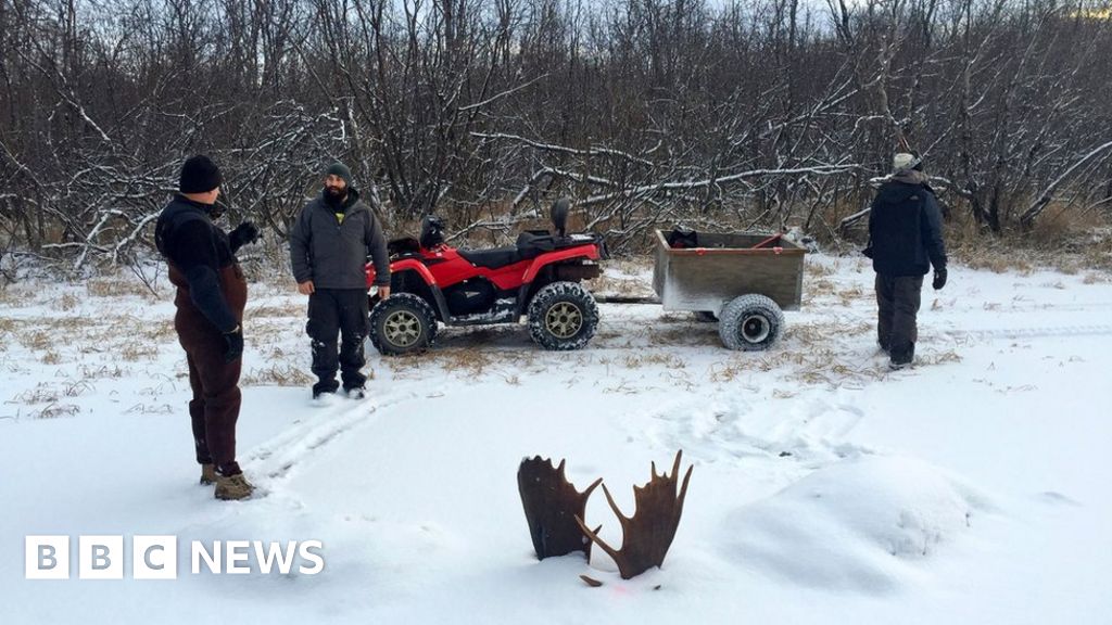 Two Alaskan moose found encased in ice after fight BBC News