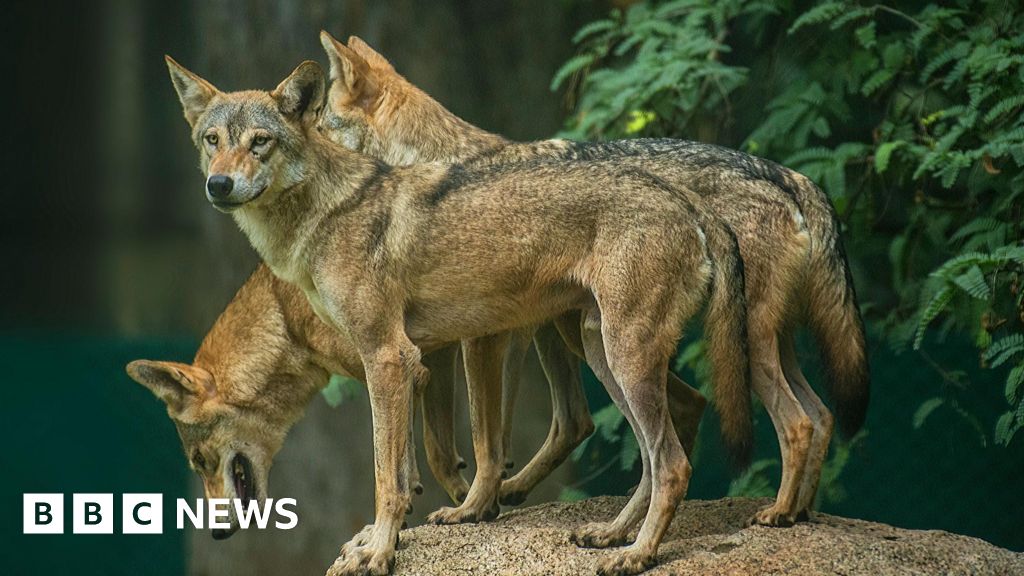 The child-killing wolves sparking panic in India