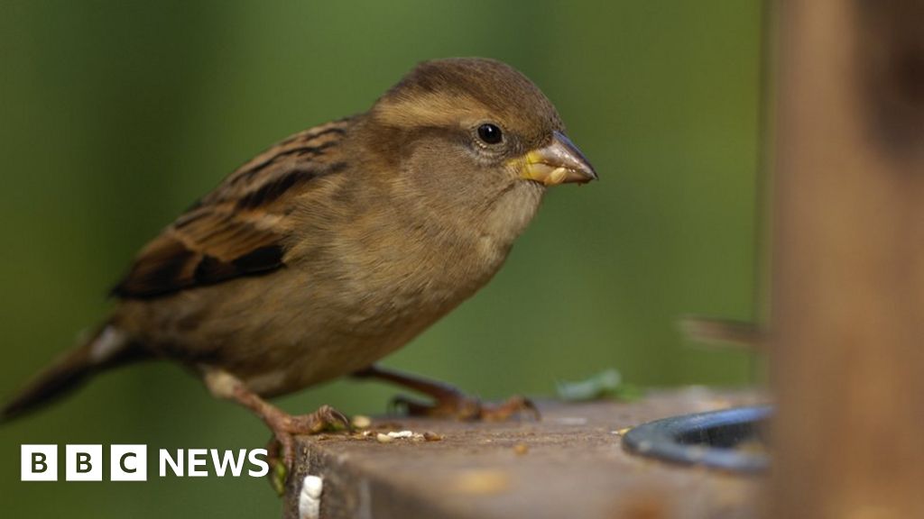RSPB Garden Birdwatch 2024: Fewer wild birds visiting UK gardens