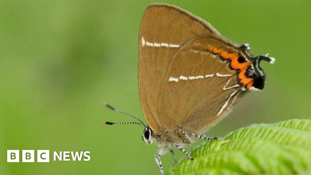 Rare butterflies spotted after 430 trees planted