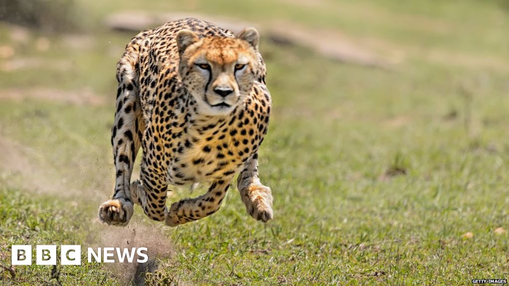 Why the cheetah is a champion sprinter bbc news