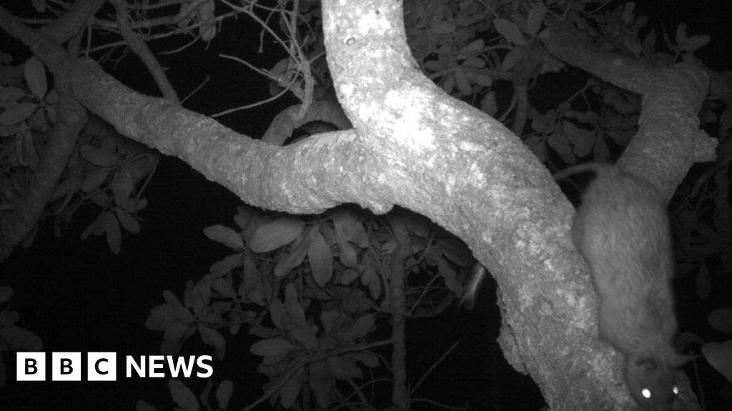 'Amazing' rediscovery of rare Australian treerat BBC News