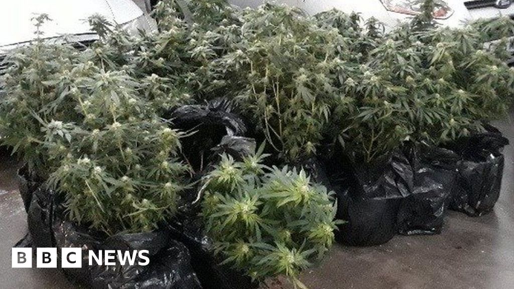 Cannabis farm exposed by Nottinghamshire flooding