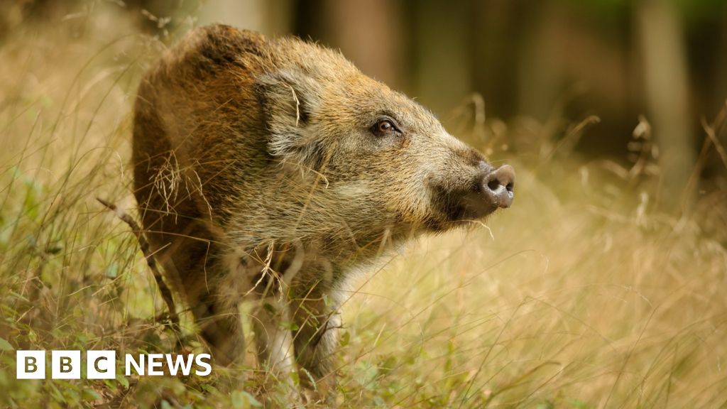 Farmers in Scotland see wild boar pulling apart and eating sheep - BBC News