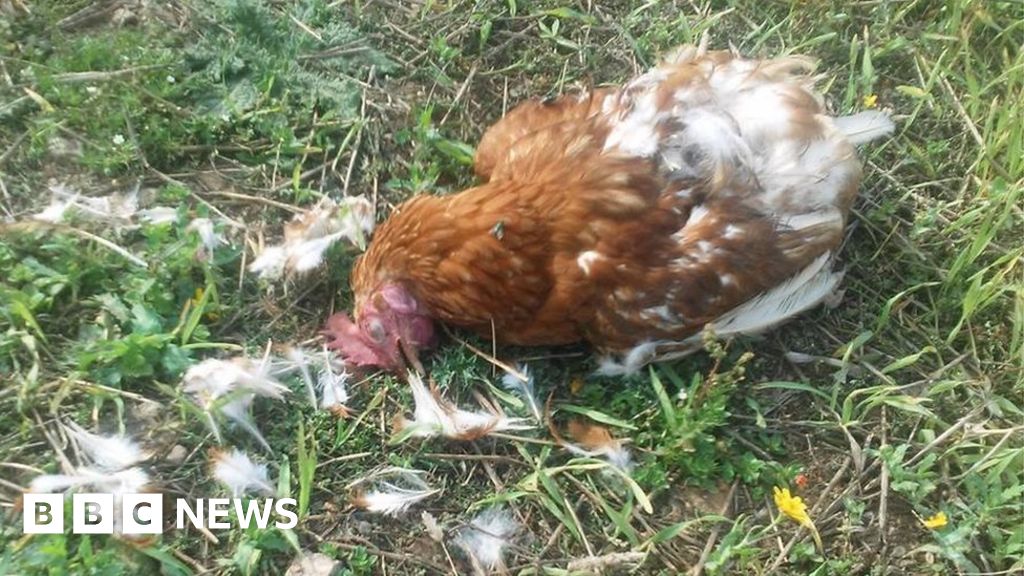 Chicken deaths prompt dog control plea - BBC News