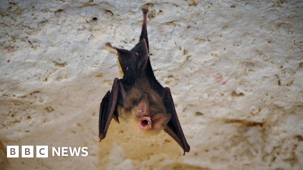 Endangered bats: The manicure helping to save a species