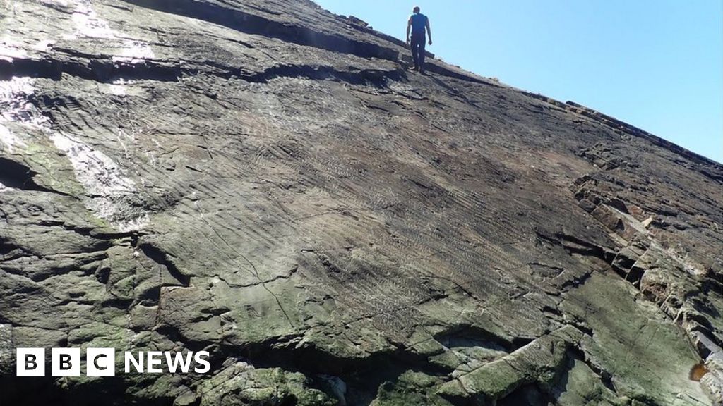 Gli scienziati affermano che è stata scoperta la foresta più antica del mondo