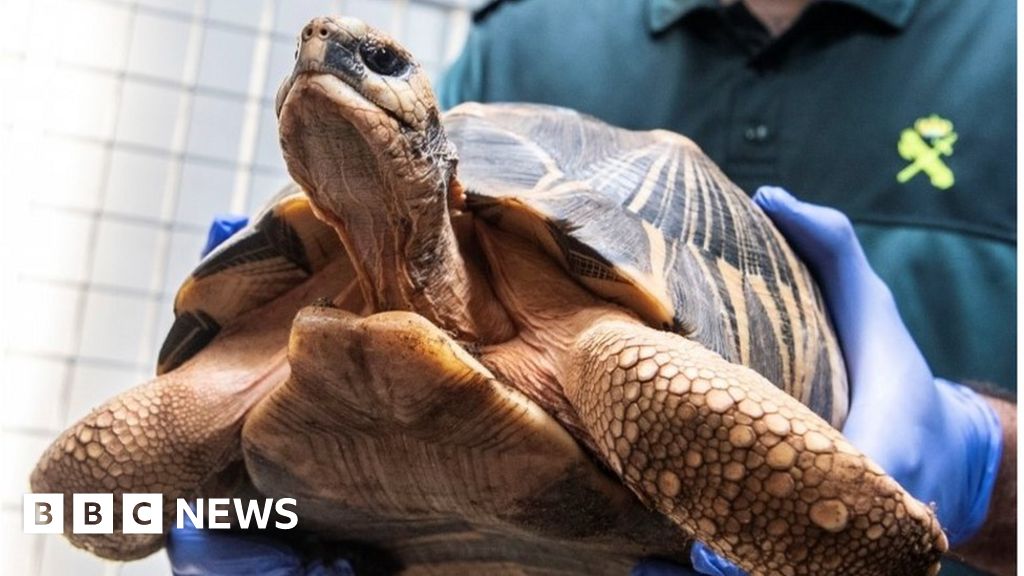 Illegal Majorca turtle farm shut down by police - BBC News