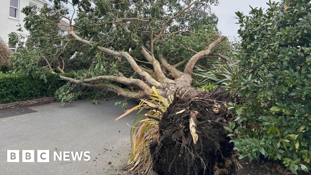 Storm Darragh: Fallen trees close roads and air travel hit