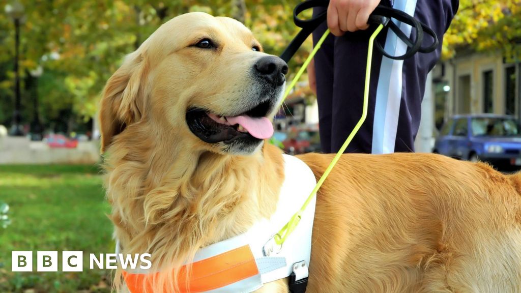 Two UK Drivers Fined Over Guide Dog Refusals in Chester, Bradford