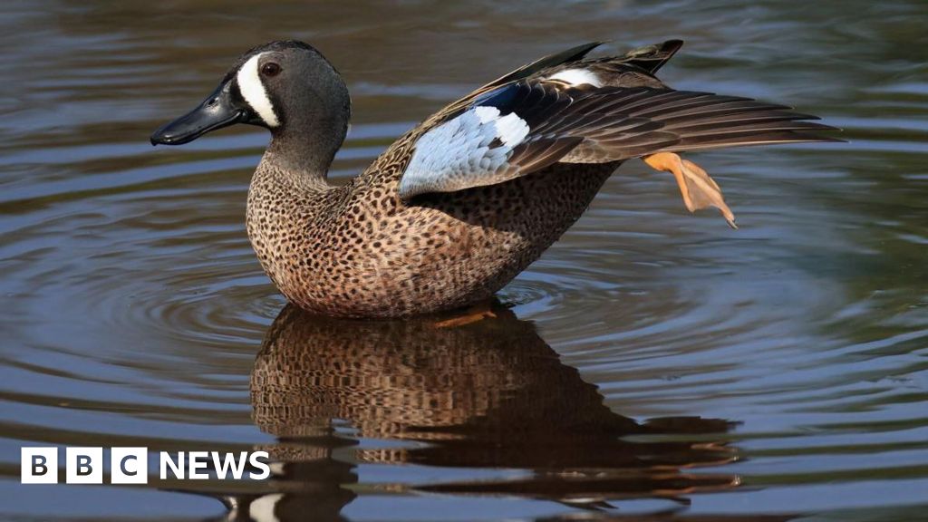 North American Ducks Try To Breed Near Driffield