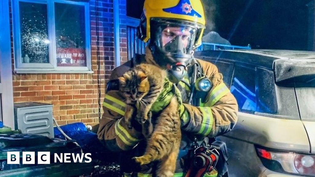 Southampton firefighters save nine dogs and seven cats