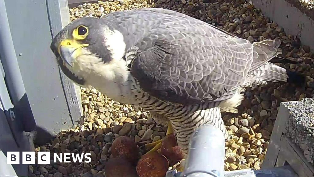 Viewers wait for Norwich Cathedral peregrine eggs to hatch