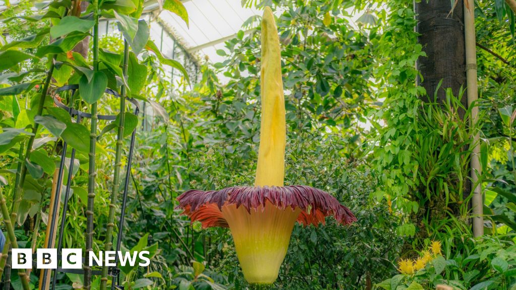 Kew's foul-smelling 'corpse flower' blooms again