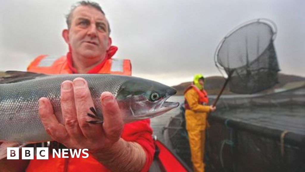 يموت سمك السلمون المستزرع بأعداد كبيرة حول العالم