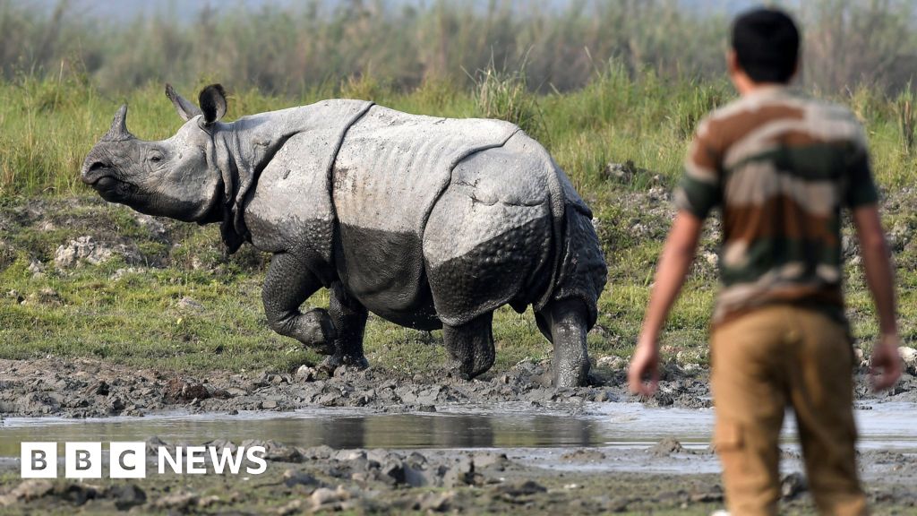 Rhino census begins in India's Kaziranga National Park BBC News