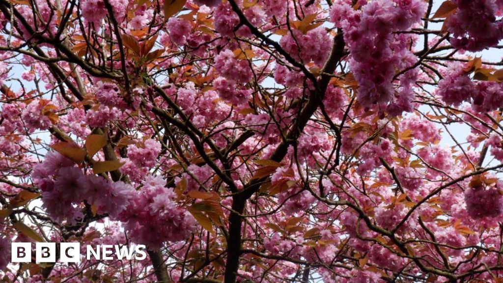 Bradford museum to host free cherry blossom festival