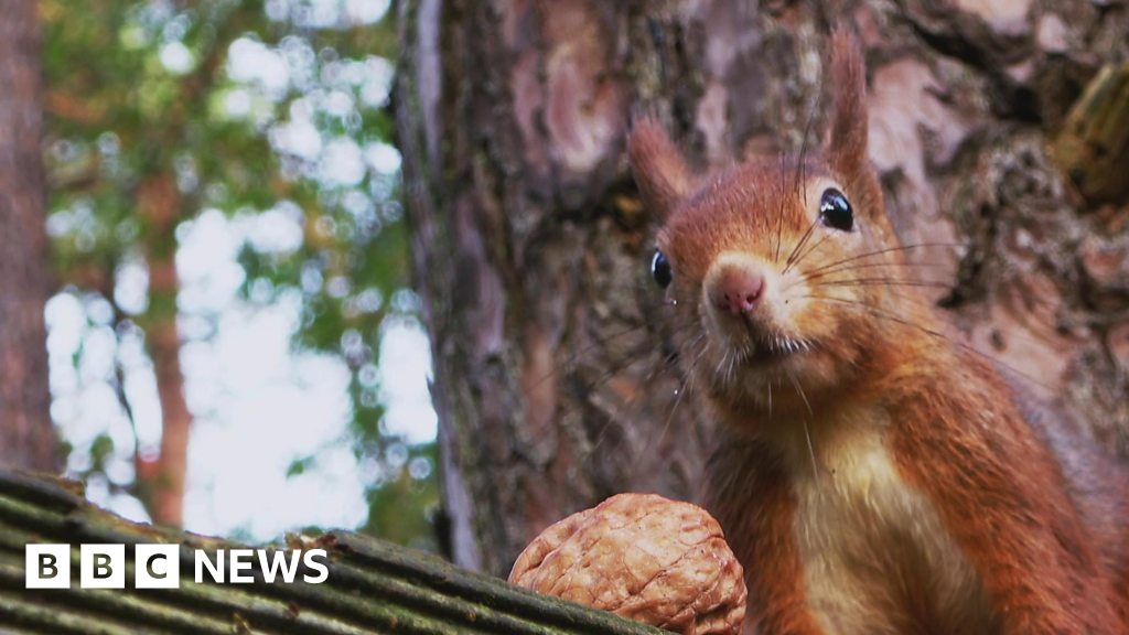 Red squirrels making a comeback at Castle Ward - BBC News