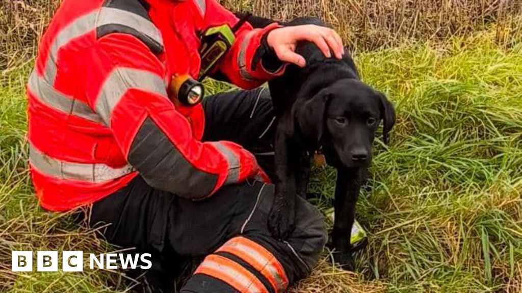 Firefighters Rescue Dogs in Multiple Incidents