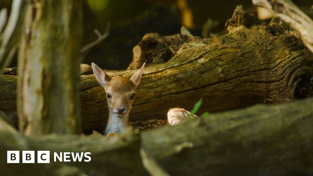 Photographers urged to capture London's wildlife