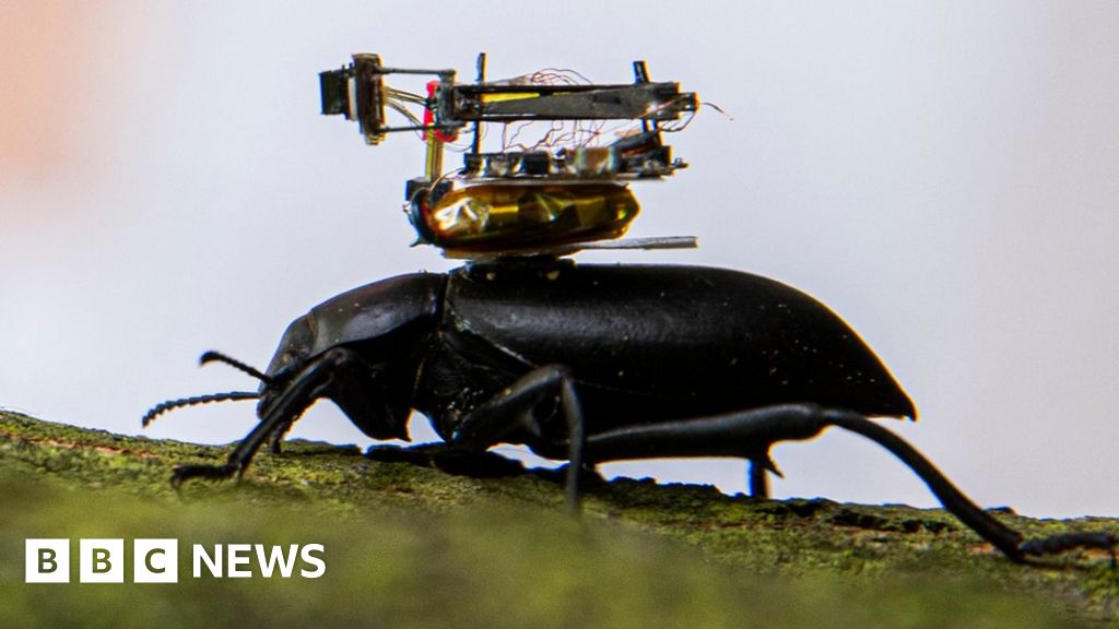 Beetle-mounted camera streams insect adventures
