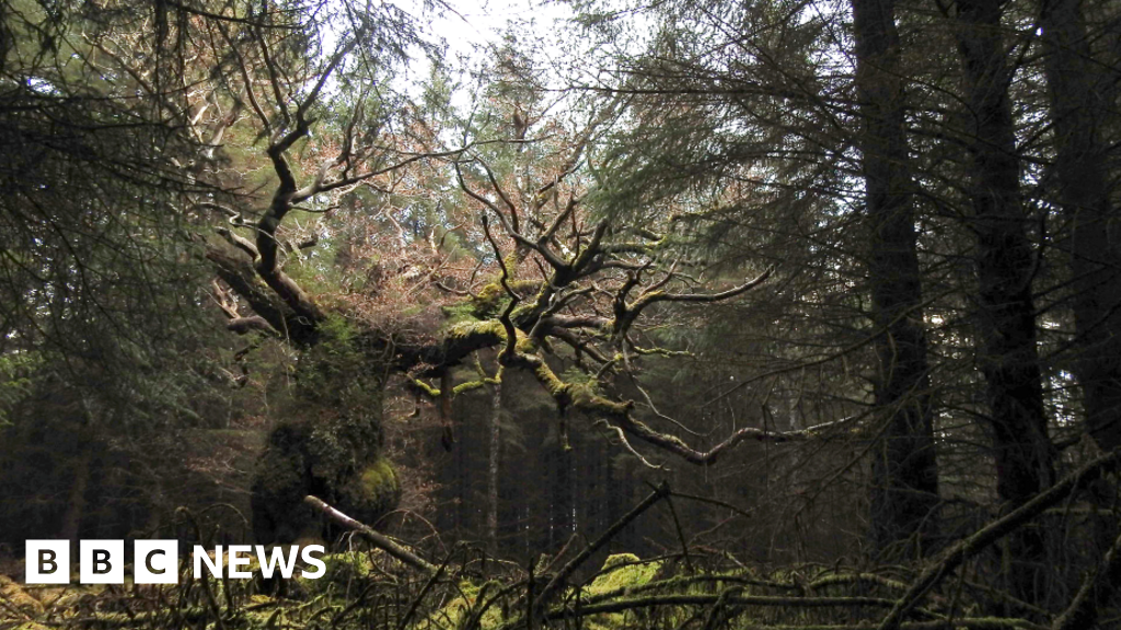 Twelve ancient oaks compete for the “Tree of the Year” competition