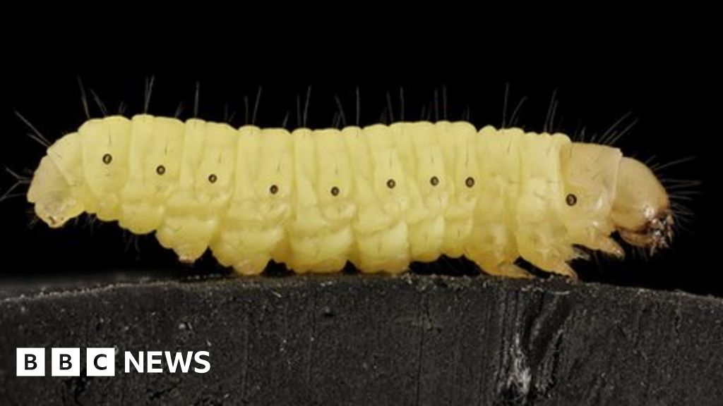'Humble' worm saliva can break down tough plastic