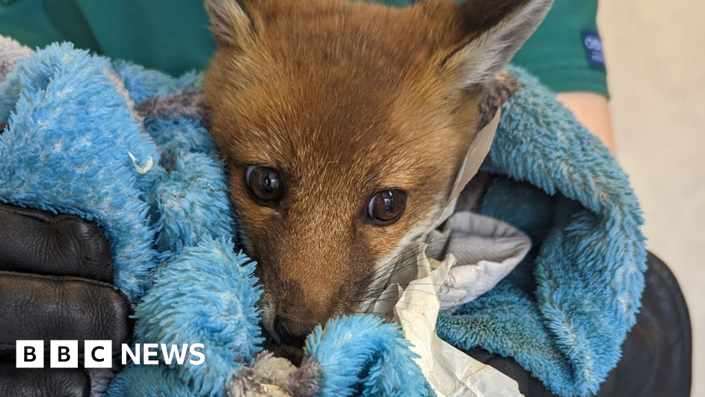 Das Fuchsjunge Durham wird mit der Notiz „Mam ist tot“ auf Greggs‘ Tasche gefunden