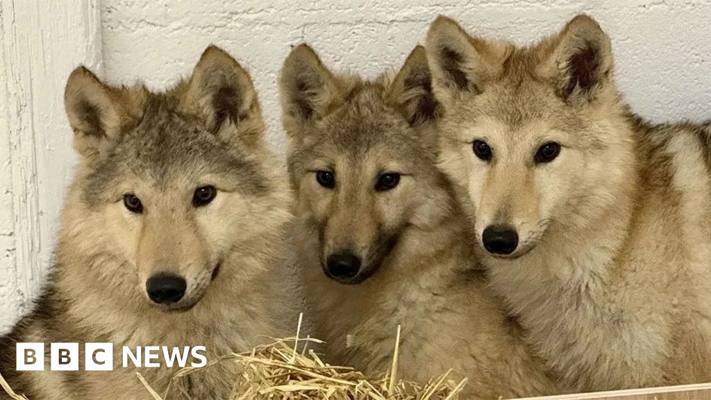Mystery of wolf-type dogs solved with DNA test