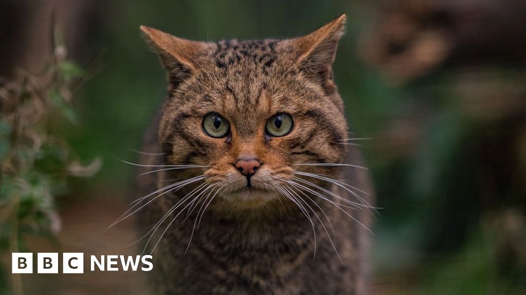 Extinction Quarter Of Uk Mammals Under Threat Bbc News