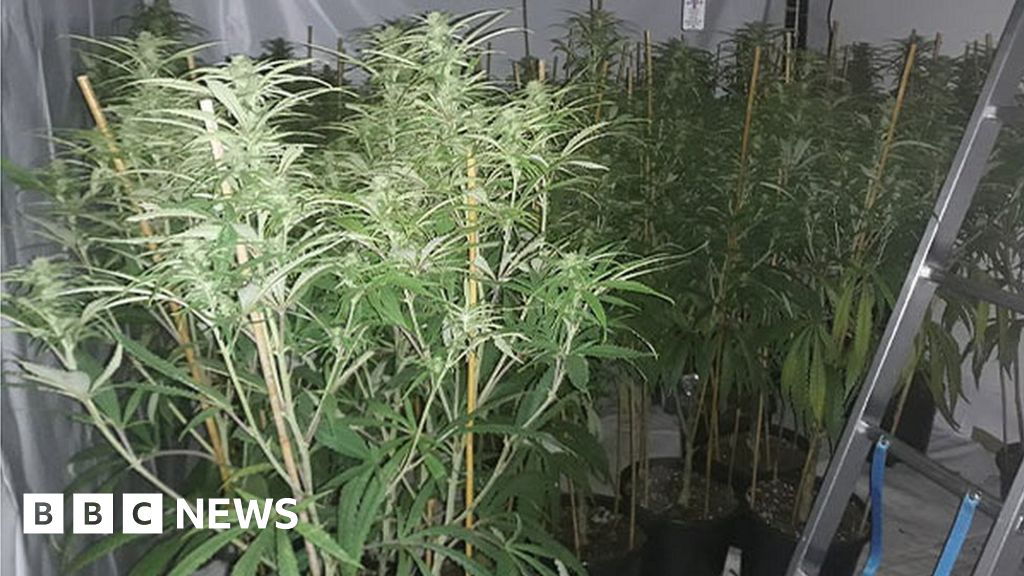 West Bridgford Arrest After Police Find 300 Cannabis Plants In House 5857