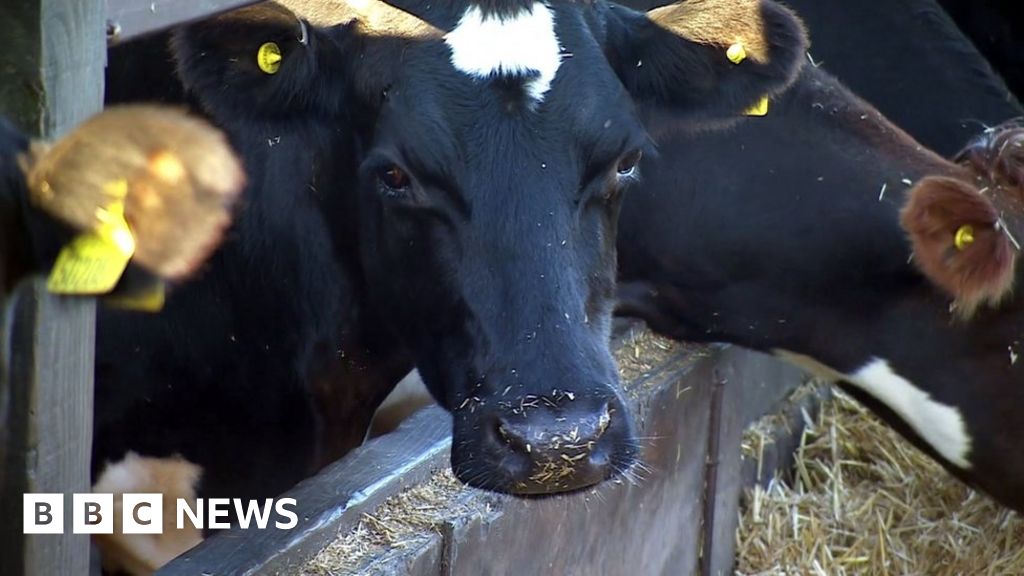 Cut meat and dairy intake 'by a fifth', report urges