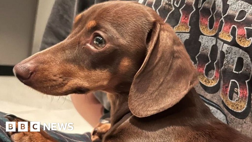 Essex dachshund Twiglet returned after video of theft shared - BBC News