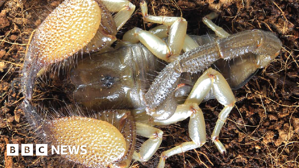 The Somali Man Who Has A Scorpion Named After Him Bbc News In the closing minutes tonight we were introduced to team centipede, a new creation. the somali man who has a scorpion named