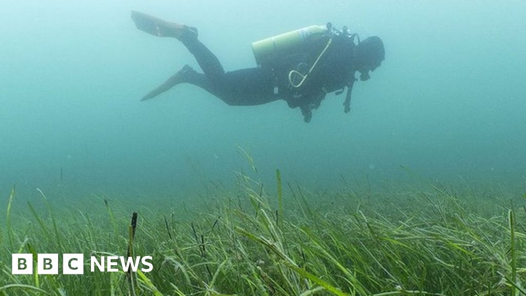 Ambitious plan to restore 10 of UK seagrasses