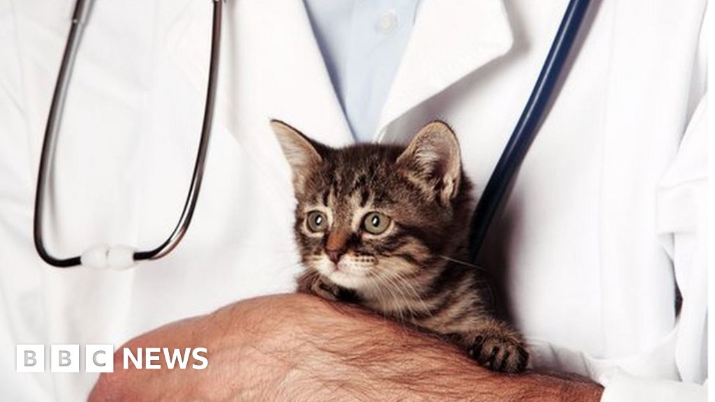 Vets Ban The Use Of Homeopathy In Animals Bbc News