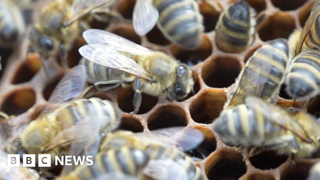 Suffolk Beekeeper Creates 18 Mile Bee Corridor Along Coast Bbc News