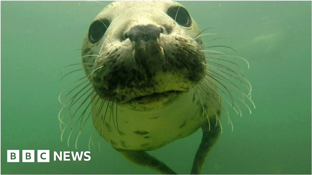 Newcastle University films grey seals clapping underwater