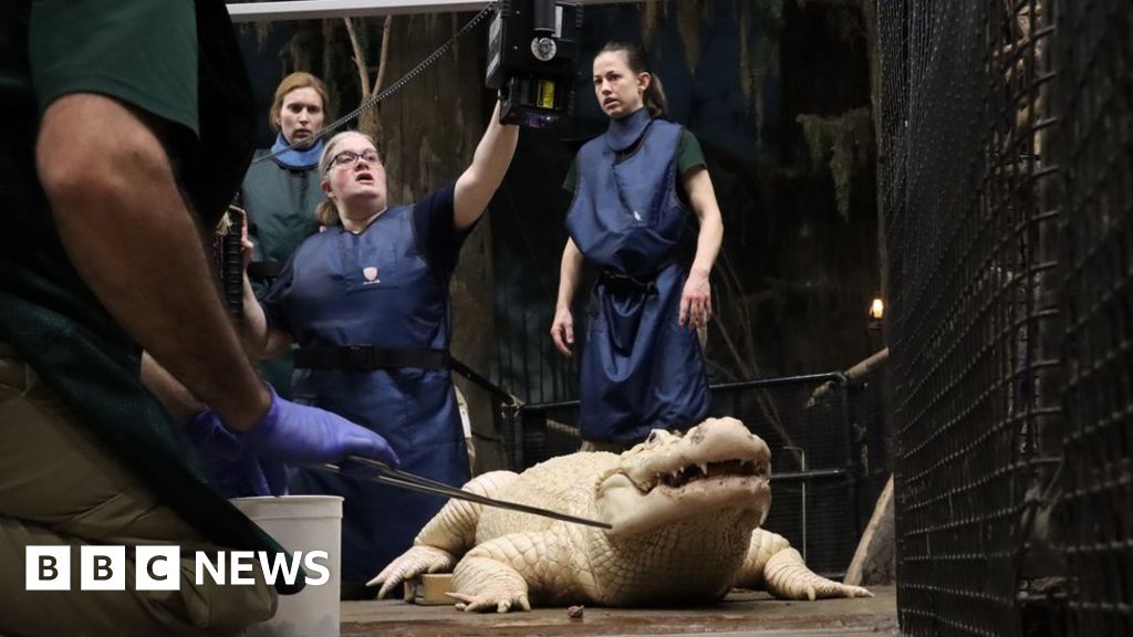 Алигатор в зоопарк в САЩ трябваше да бъде опериран, след