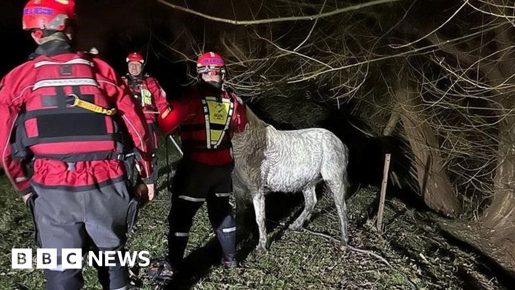 Drowning horse rescued from Grand Union Canal near Daventry 