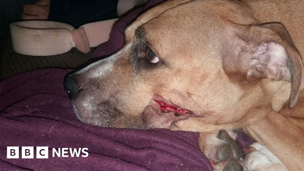 Machete-wielding men steal newborn puppies