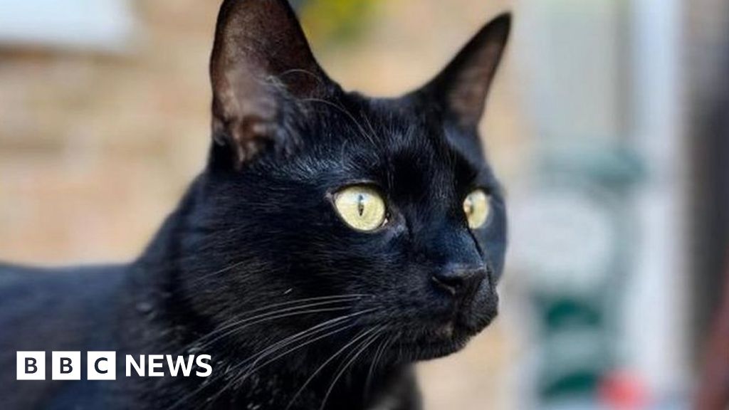 Oxshott: Family travels 500 miles to adopt unwanted black cat - BBC News