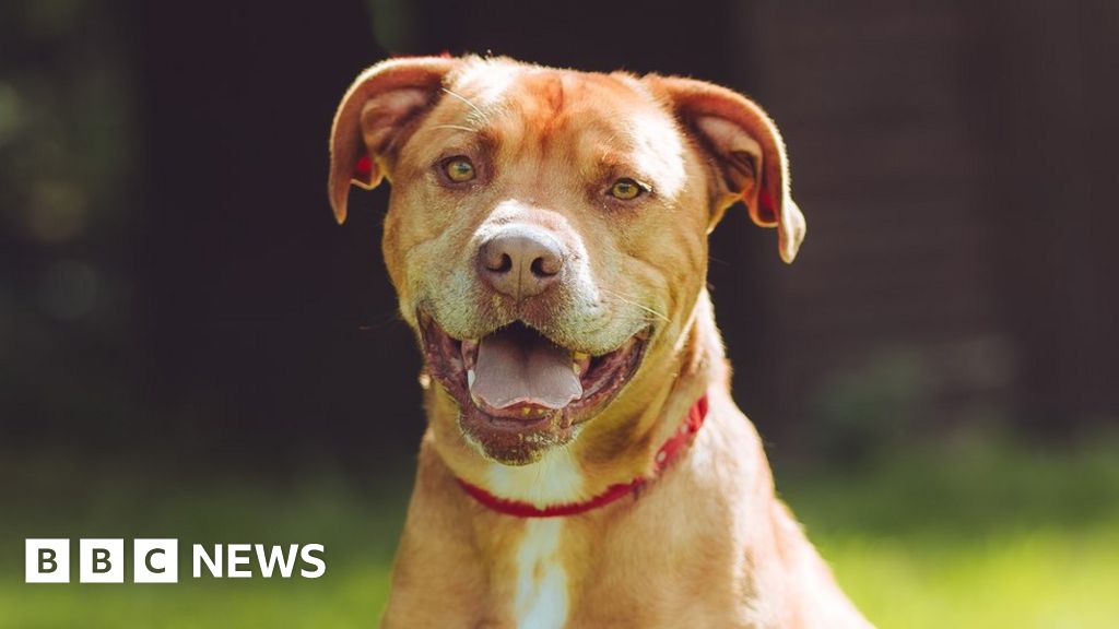 New home finally found for Derbyshire rescue dog that self-harmed