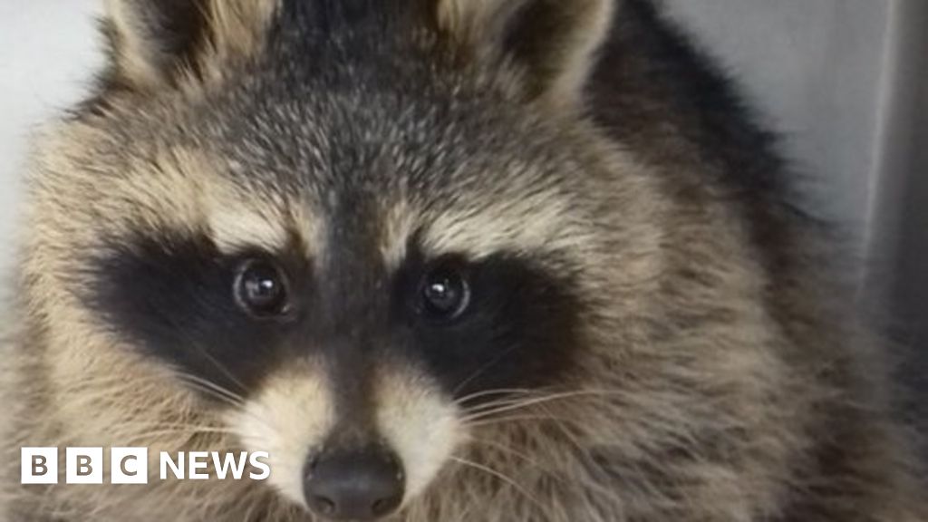 Scottish Spca Bid To Rehome Escaped Pet Raccoon Bbc News,Grilled Pears With Cinnamon Drizzle